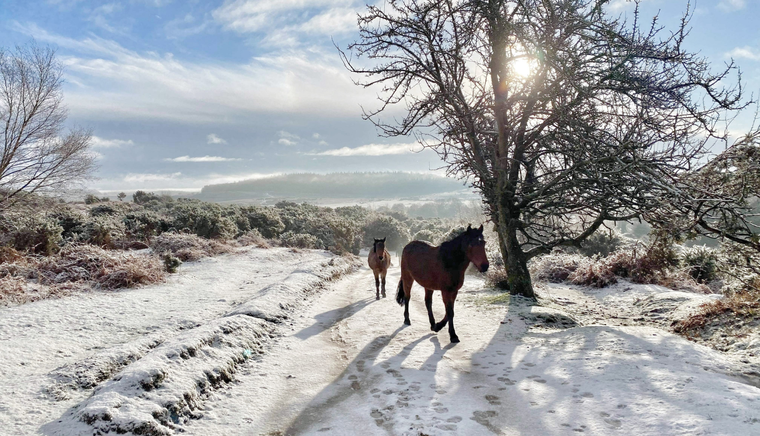 New Forest Ponies in the Winter